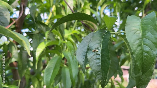 Apricot leaves with leaf curl or Taphrina deformans disease at early stage. Affects peaches and apricots. photo