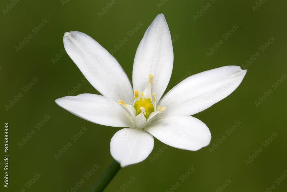 Star of Bethlehem, Ornithogalum umbellatum, beautiful close up of flower, Norfolk, England