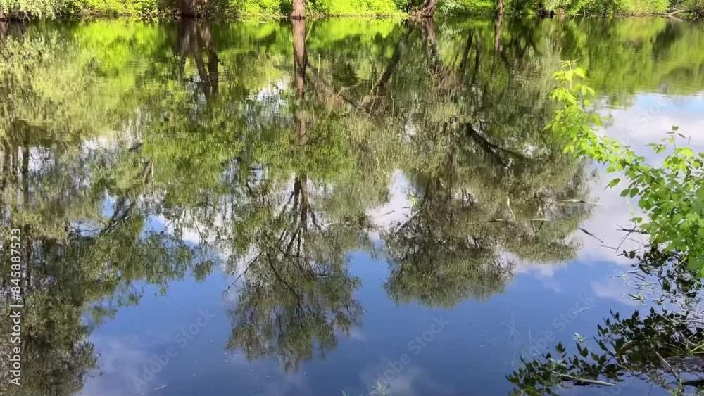 the green grassy bank of the Berezina River in summer the green grassy bank of the Berezina River in summer