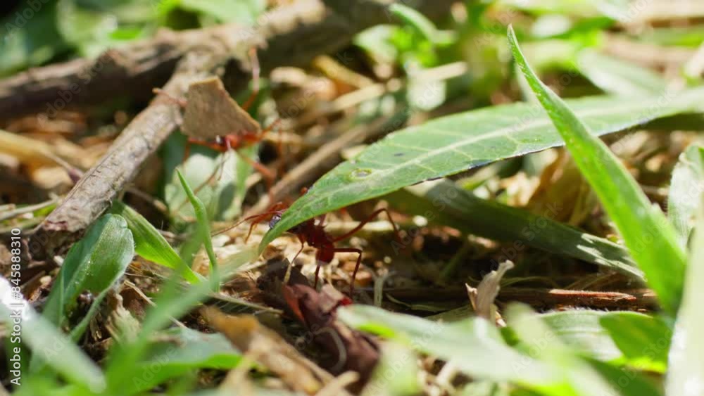 Macro Shot of a Red Leaf-Cutter Ant Carrying a Large Green Leaf. Close-Up of a Red Leaf-Cutter Ant Struggling with a Heavy Green Leaf Macro Shot of a Red Leaf-Cutter Ant Carrying a Large Green Leaf. Close-Up of a Red Leaf-Cutter Ant Struggling with a Heavy Green Leaf