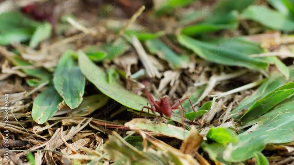 Macro Shot of a Red Leaf-Cutter Ant Attempting to Lift a Large Leaf. Close-Up of a Red Leaf-Cutter Ant Struggling with a Heavy Leaf Macro Shot of a Red Leaf-Cutter Ant Attempting to Lift a Large Leaf. Close-Up of a Red Leaf-Cutter Ant Struggling with a Heavy Leaf