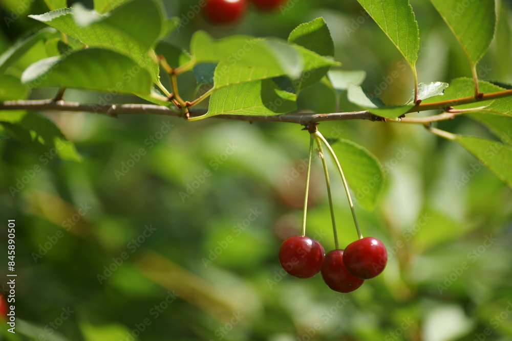 Obraz premium cherry on the street 