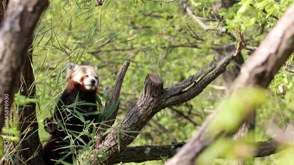 Adorable red panda eating on a tree. Adorable red panda eating on a tree.