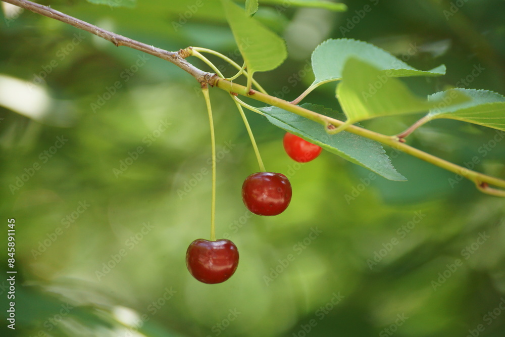 cherries on a tree cherries on a tree