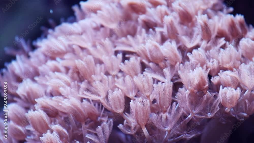 Smoothly moving ocean plants as corals and sea anemones. Smoothly moving ocean plants as corals and sea anemones.