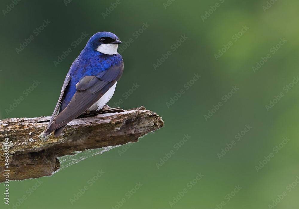 Obraz premium Tree Swallow perched on a tree branch with green background