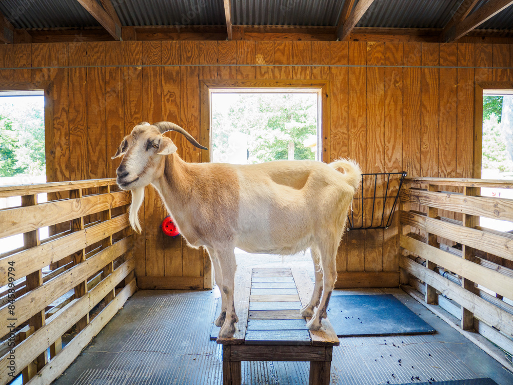 Goat on stable at farm