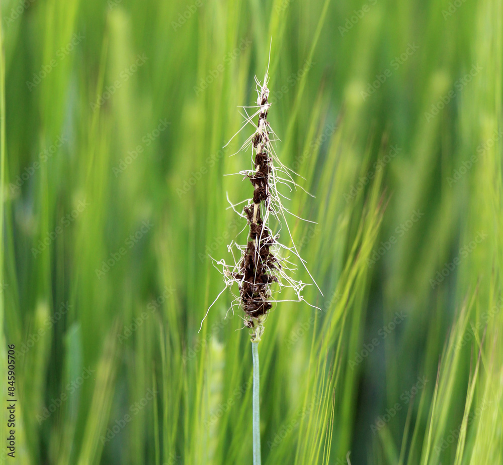 A spike of barley is infected with the fungus Ustilago nuda A spike of barley is infected with the fungus Ustilago nuda