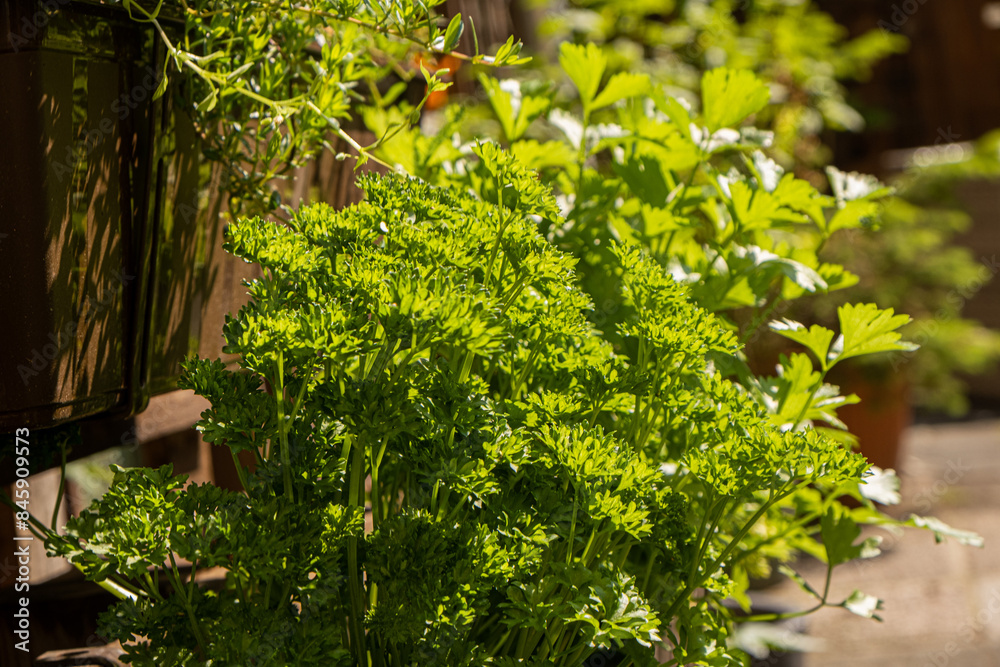 Spicy plants. Growing herbs in the yard Spicy plants. Growing herbs in the yard
