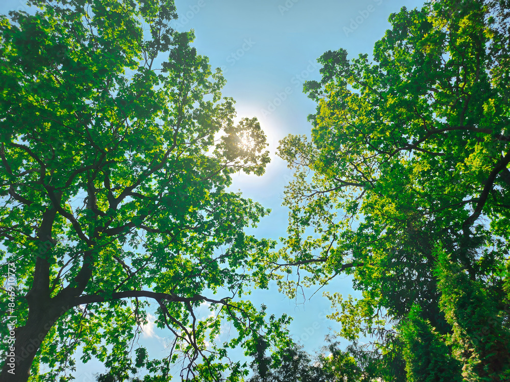 Verdant tree branches frame a clear blue sky, with sunlight filtering through leaves. Verdant tree branches frame a clear blue sky, with sunlight filtering through leaves.