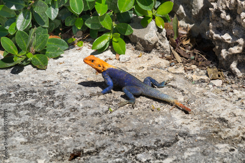 Male Peter's Rock Agama, also known as the Red Headed Agama lizard seen in a park in Miami, Florida. Peter's rock agamas were introduced in Florida via the pet trade as either escaped or released pets