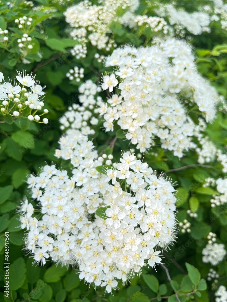 spring Blooming bushes. Fluffy white inflorescences. Spiraea  shrub. Floral background