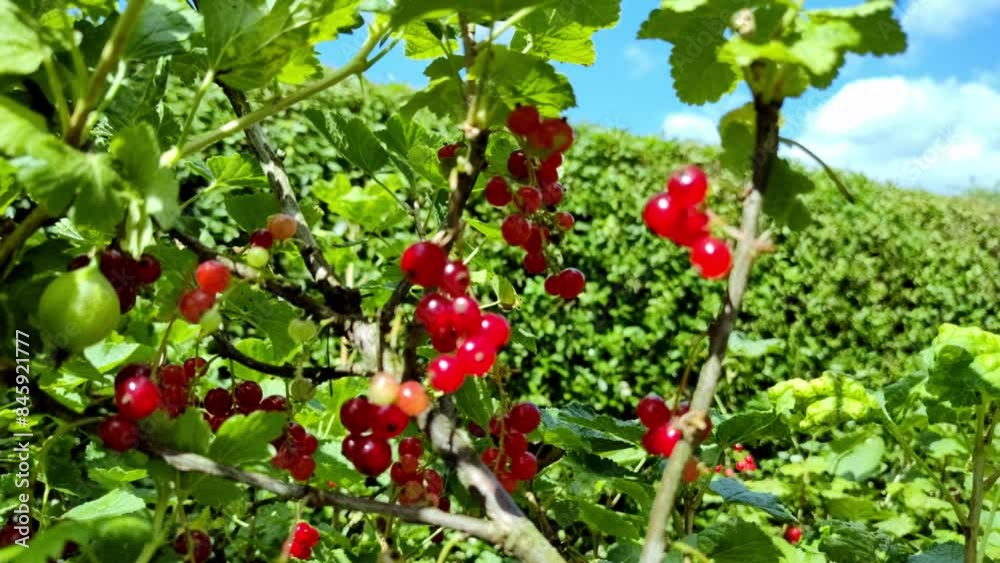 leckere reife rote Johannisbeeren - Erntezeit im Garten, frisch, gesund, Vitamine, Beerenstrauch, Marmelade, Smoothie, Gesundheit leckere reife rote Johannisbeeren - Erntezeit im Garten, frisch, gesund, Vitamine, Beerenstrauch, Marmelade, Smoothie, Gesundheit