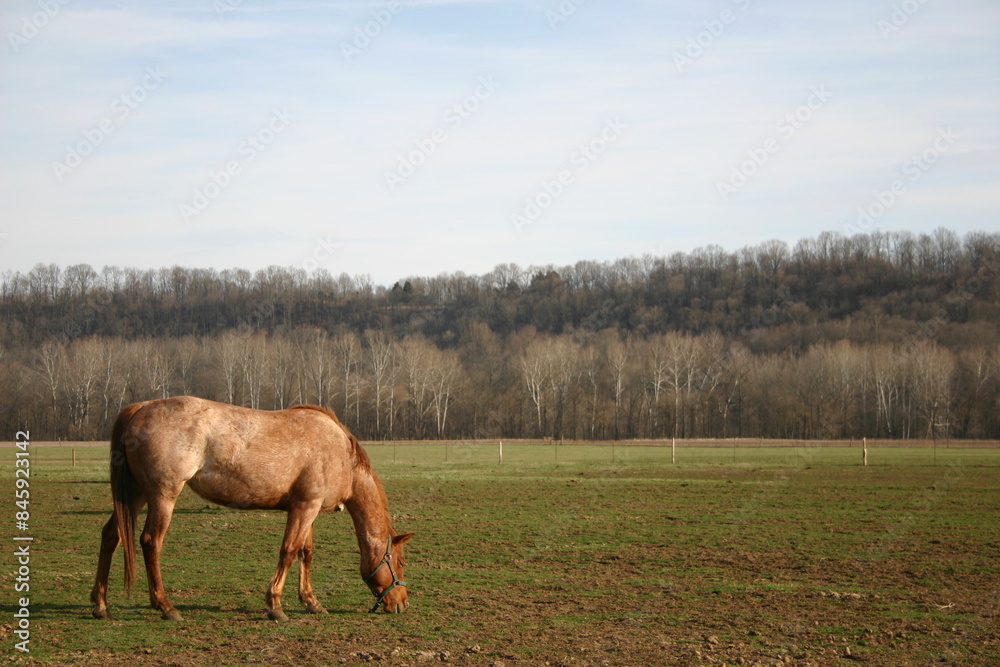 Solitary horse grazing in a open field at the edge of a forest Solitary horse grazing in a open field at the edge of a forest