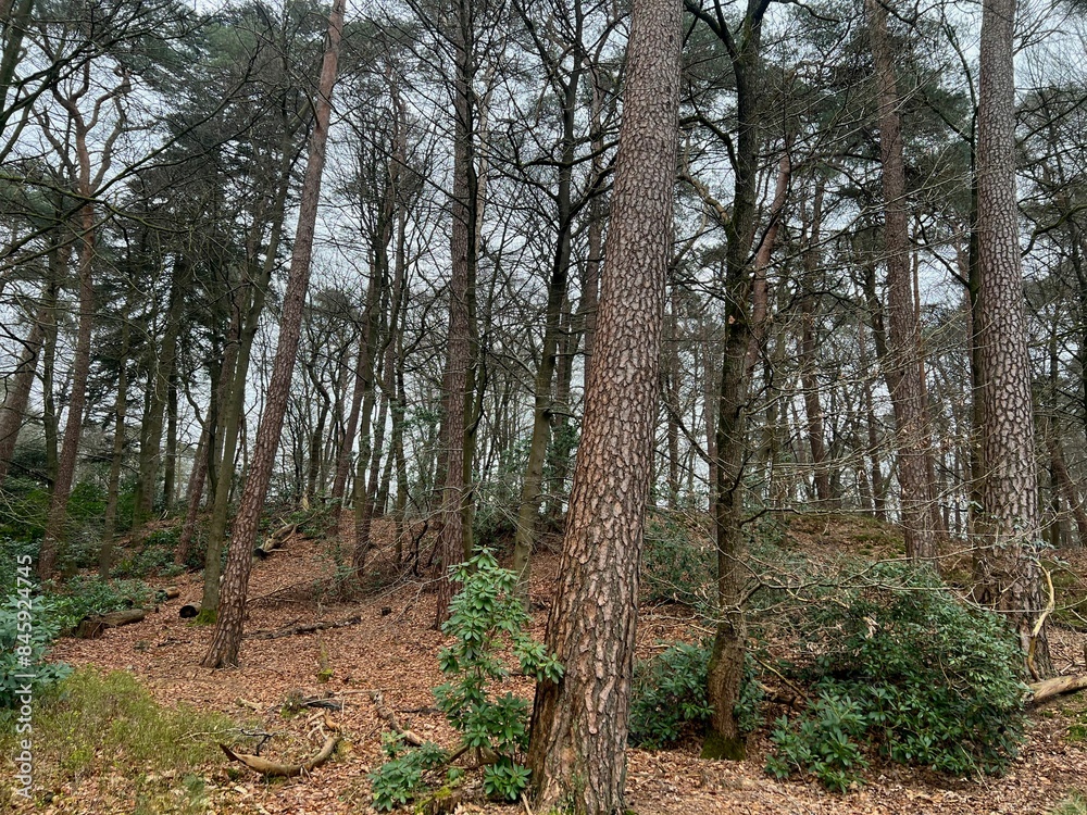 Beautiful trees, fallen leaves and green grass in forest Beautiful trees, fallen leaves and green grass in forest