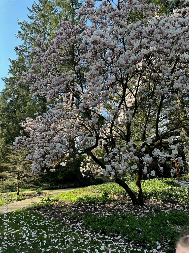 Beautiful magnolia shrub with white flowers growing outdoors Beautiful magnolia shrub with white flowers growing outdoors