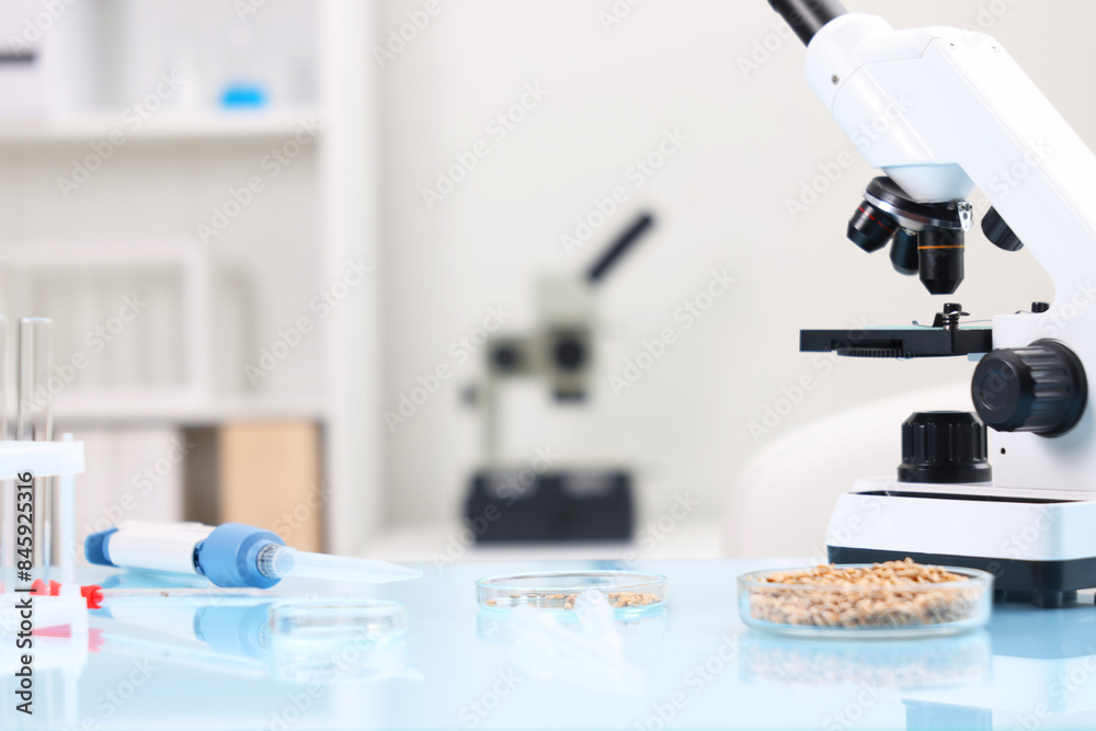 Food quality control. Microscope, petri dishes with wheat grains and other laboratory equipment on light blue table Food quality control. Microscope, petri dishes with wheat grains and other laboratory equipment on light blue table