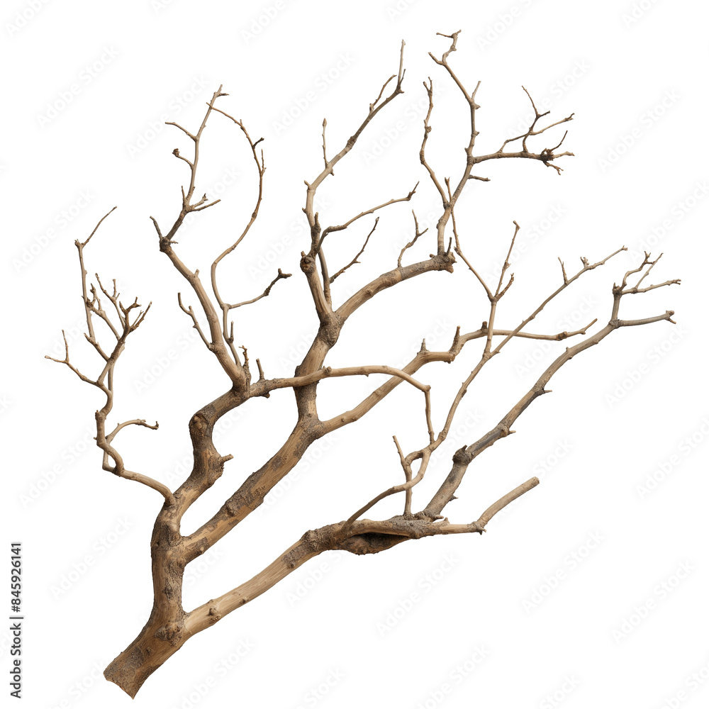 Bare tree branch without leaves, isolated Bare tree branch without leaves, isolated