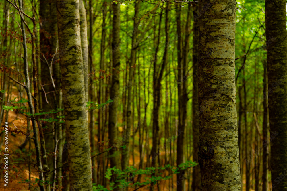 Obraz premium trees in the forest