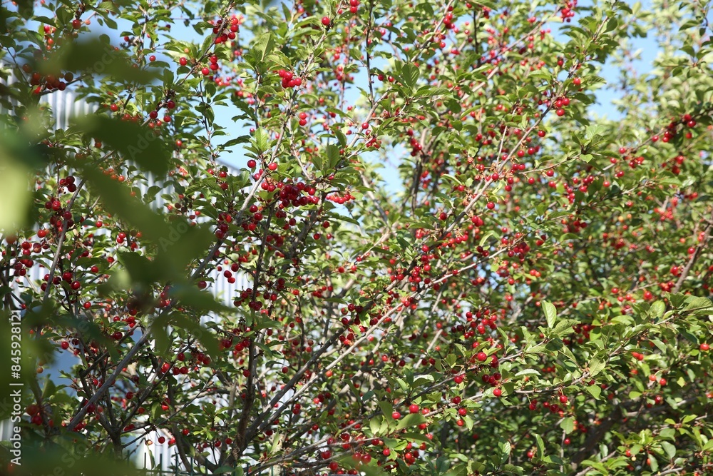 Cherry tree with ripe red berries outdoors Cherry tree with ripe red berries outdoors