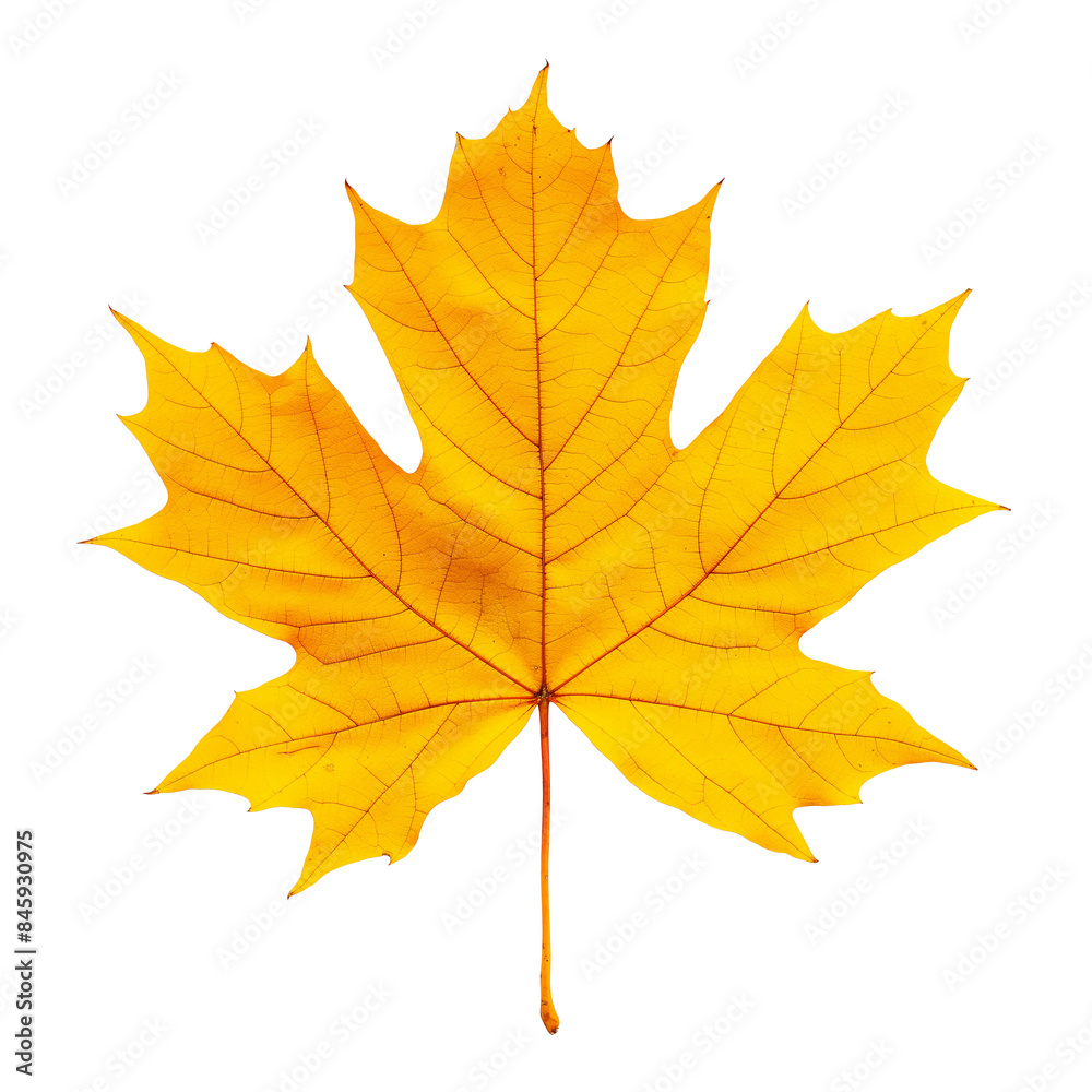 Yellow fall maple leaf. Isolated