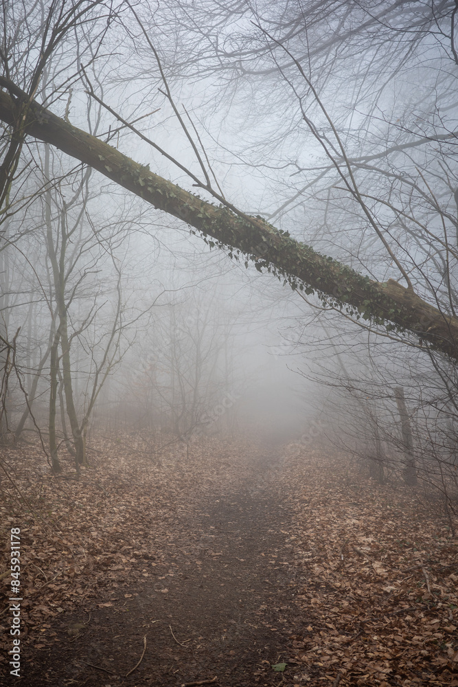 Fototapeta premium The forest in a fog.