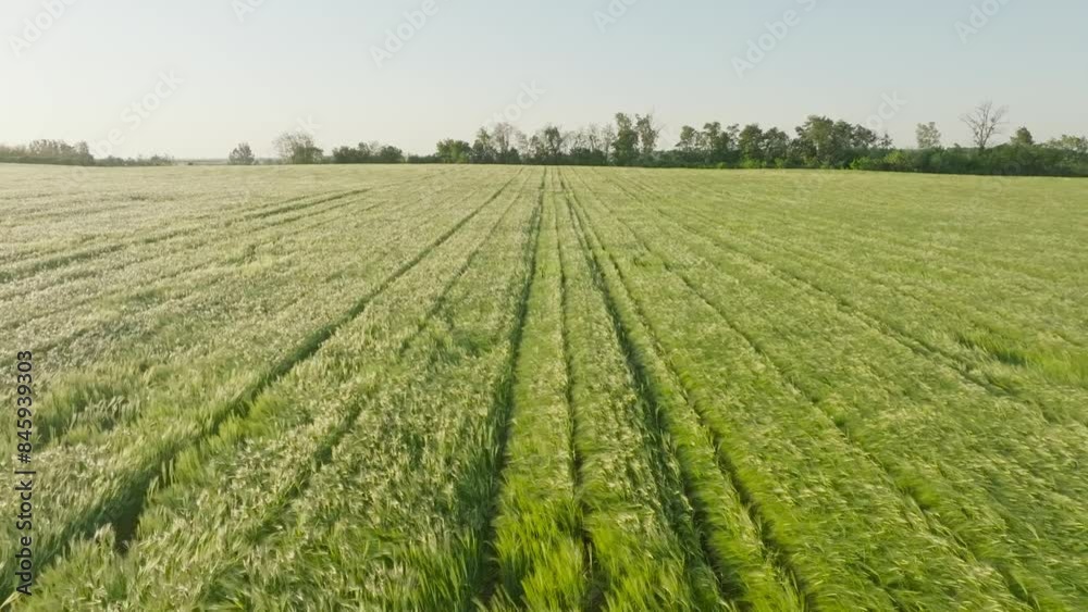 Barley green field in the wind Barley green field in the wind