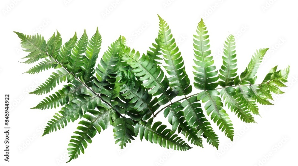 A close-up shot of a green plant sitting on a white background, ideal for use in designs and compositions where a touch of nature is needed A close-up shot of a green plant sitting on a white background, ideal for use in designs and compositions where a touch of nature is needed
