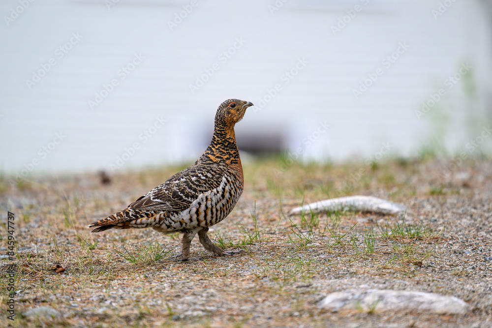 Western capercaillie (Tetrao urogallus) in summer forest