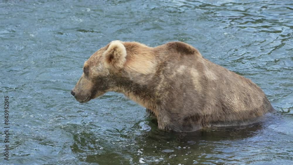 Famous brown bear #480 Otis in 2023 at Brooks Falls in Alaska -Slow Motion Famous brown bear #480 Otis in 2023 at Brooks Falls in Alaska -Slow Motion