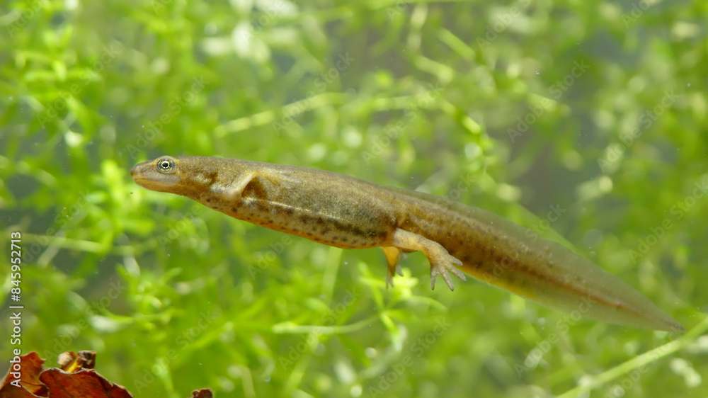 Smooth newt, or common newt in sping underwater, Lissotriton vulgaris Smooth newt, or common newt in sping underwater, Lissotriton vulgaris