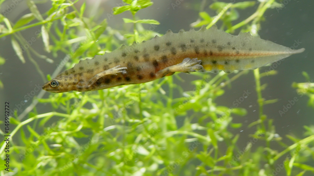 Smooth newt, or common newt in sping underwater, Lissotriton vulgaris Smooth newt, or common newt in sping underwater, Lissotriton vulgaris