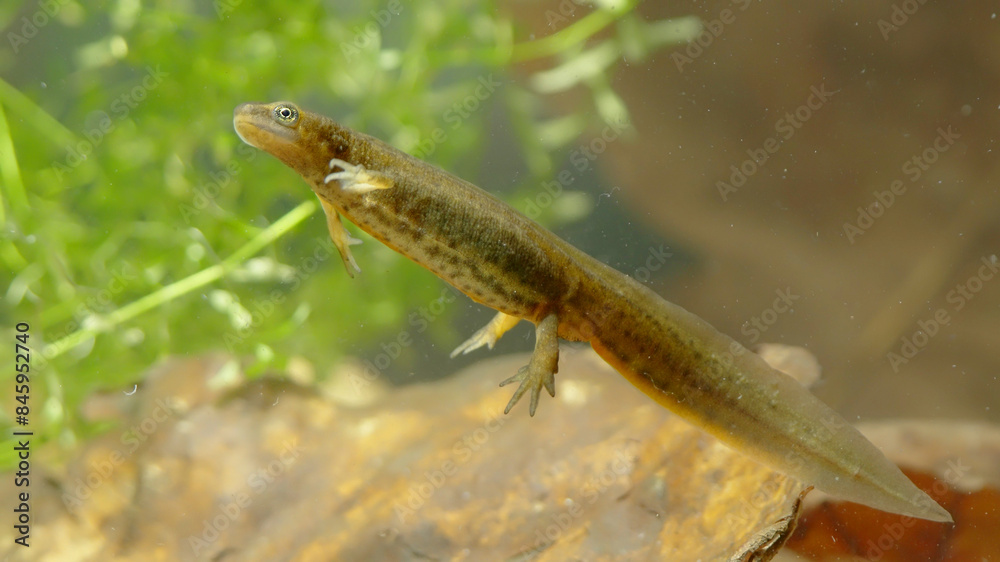 Smooth newt, or common newt in sping underwater, Lissotriton vulgaris Smooth newt, or common newt in sping underwater, Lissotriton vulgaris