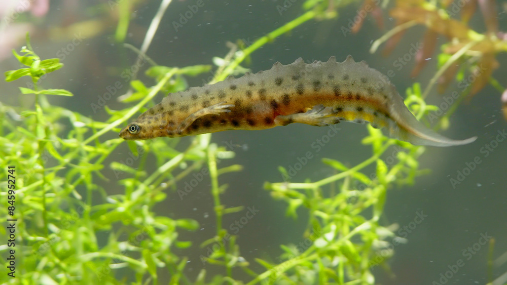 Smooth newt, or common newt in sping underwater, Lissotriton vulgaris Smooth newt, or common newt in sping underwater, Lissotriton vulgaris