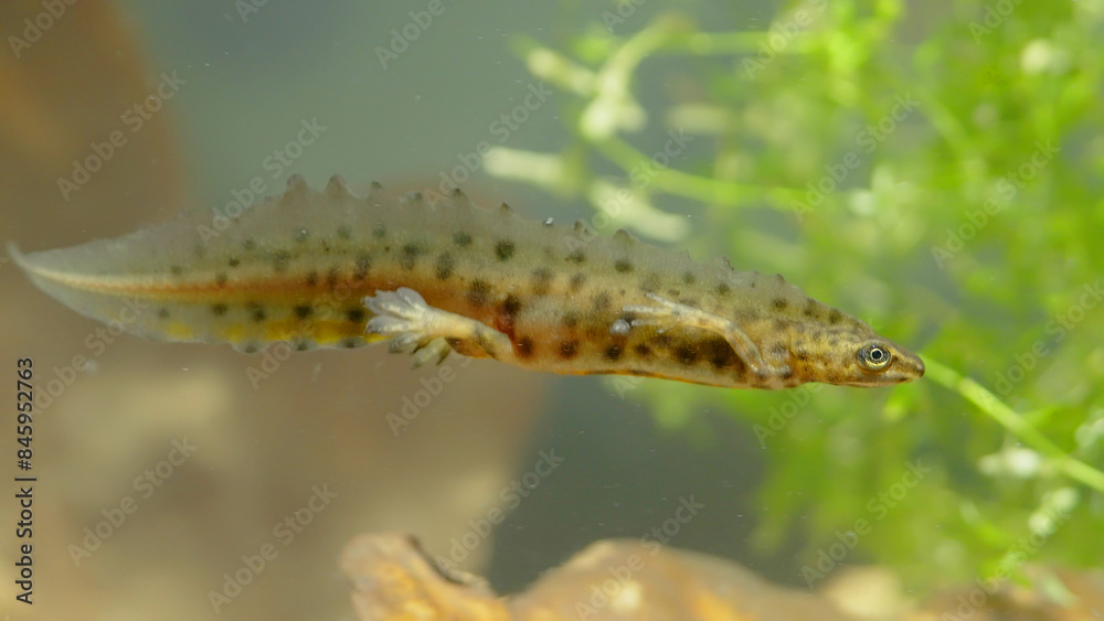 Smooth newt, or common newt in sping underwater, Lissotriton vulgaris Smooth newt, or common newt in sping underwater, Lissotriton vulgaris