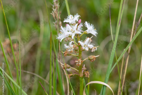 Close up of bogbean (menyanthes trifoliata) flowers in bloom photo