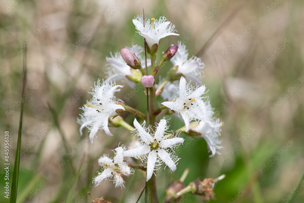 Close up of bogbean (menyanthes trifoliata) flowers in bloom Close up of bogbean (menyanthes trifoliata) flowers in bloom