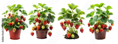 Fresh strawberry plants in pots with ripe and unripe berries