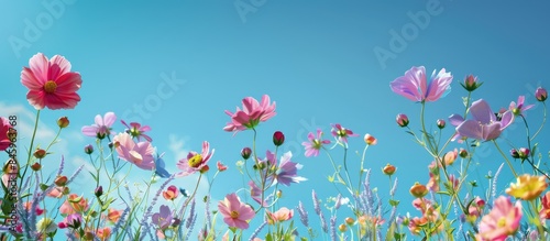 Vibrant summer flowers set against a clear blue sky