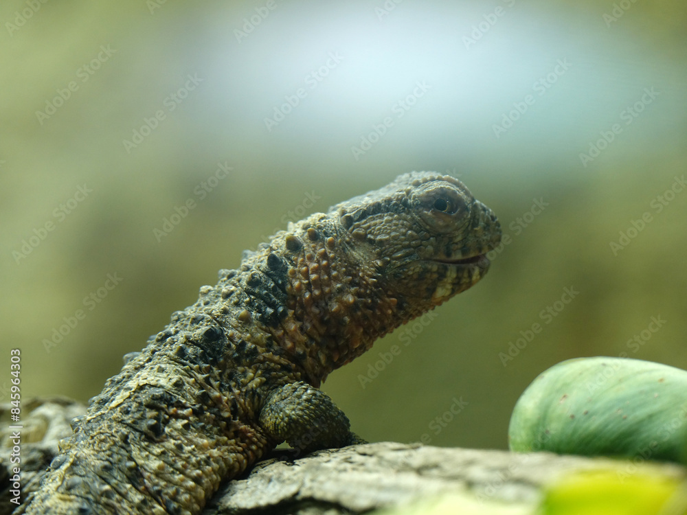reptile au zoo de Beauval reptile au zoo de Beauval