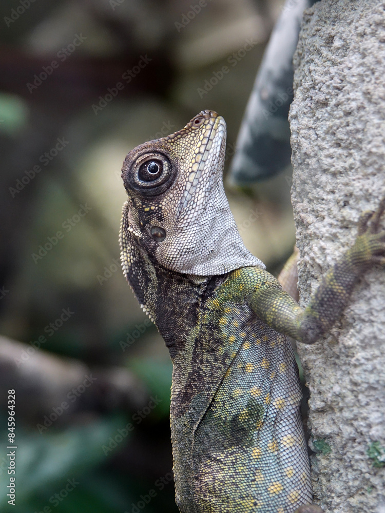 reptile au zoo de Beauval