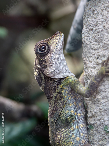Obraz na płótnie reptile au zoo de Beauval w salonie