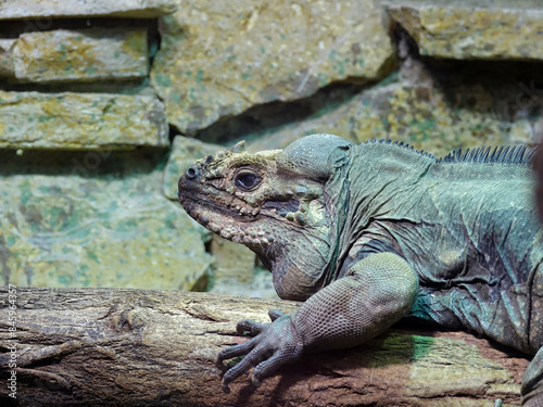 reptile au zoo de Beauval photo