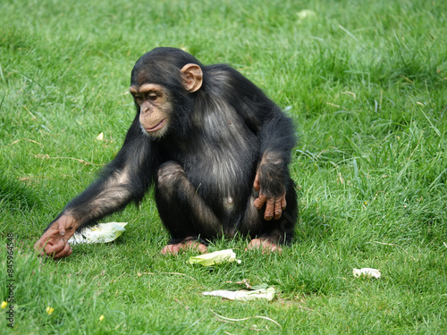 bébé Chimpanzé entrain de manger photo