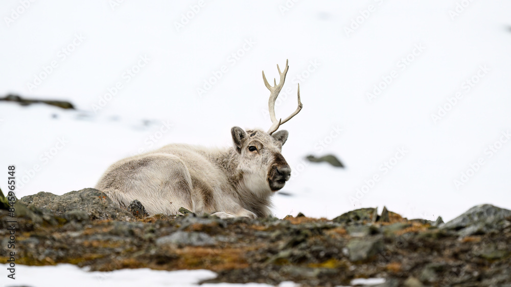 Naklejka premium The Svalbard reindeer (Rangifer tarandus platyrhynchus) in early spring