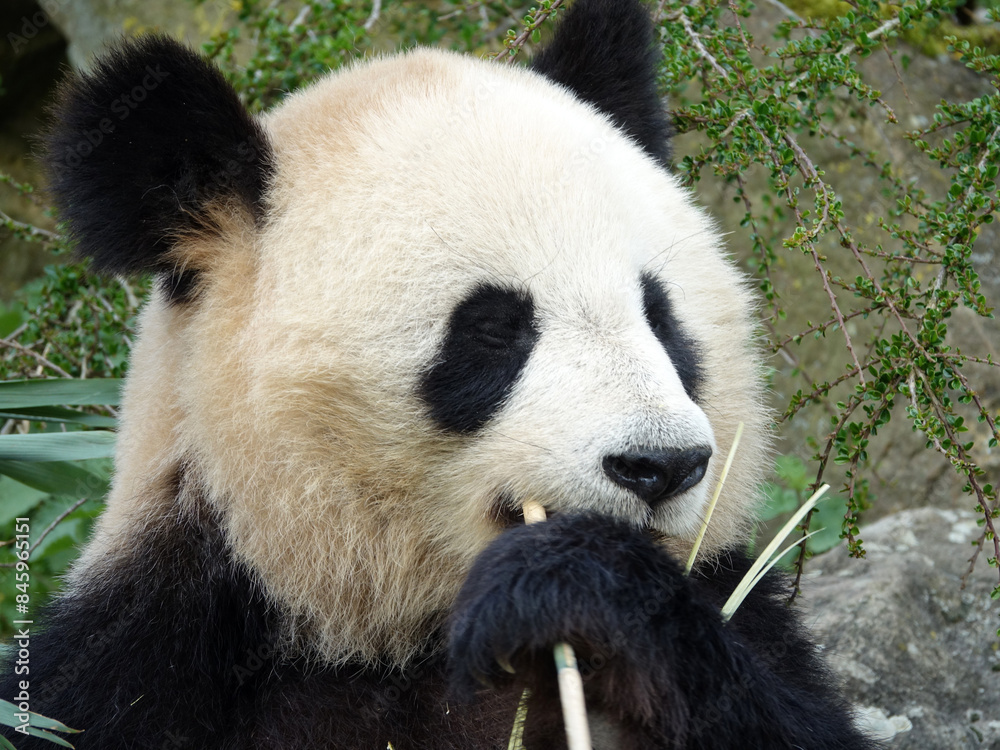 Obraz premium Panda géant