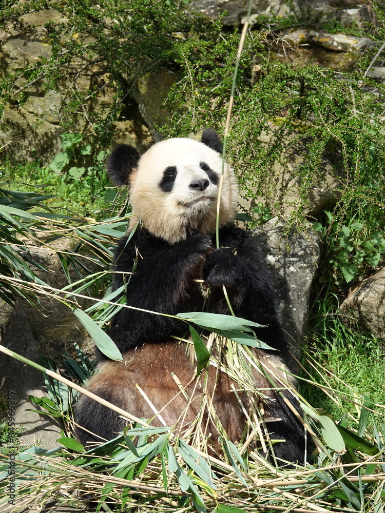 Naklejka premium Panda géant