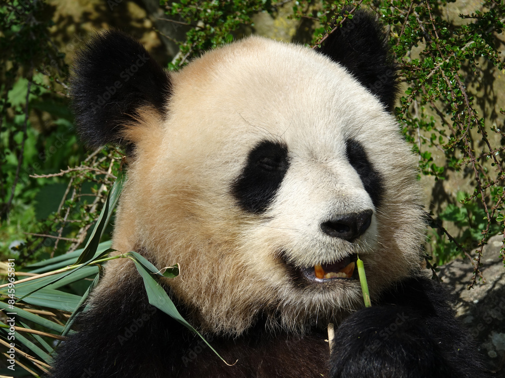 Obraz premium Panda géant