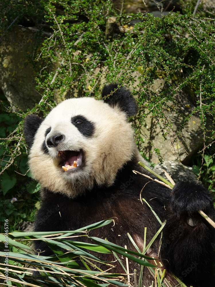 Fototapeta premium Panda géant