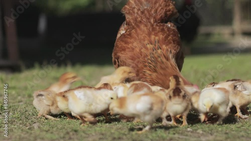 Hen and chickens outdoors eating on a green grass in the sun, hen agrarian poultry chick . Organic poultry farm. nature farming. Free range chickens.